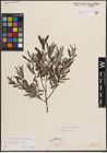 Foto von Salix eleagnos Scop.